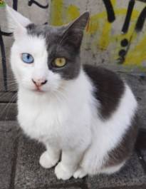 Street cats of Istanbul