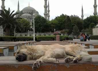 Stray dogs of Istanbul